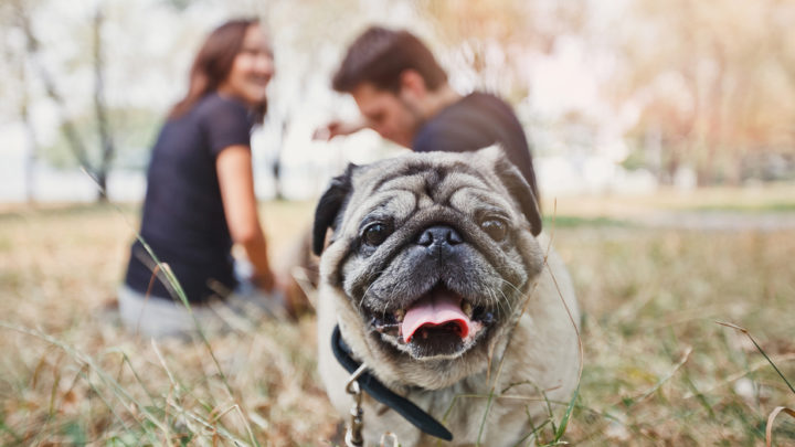 Mi experiencia al tener un mejor amigo canino