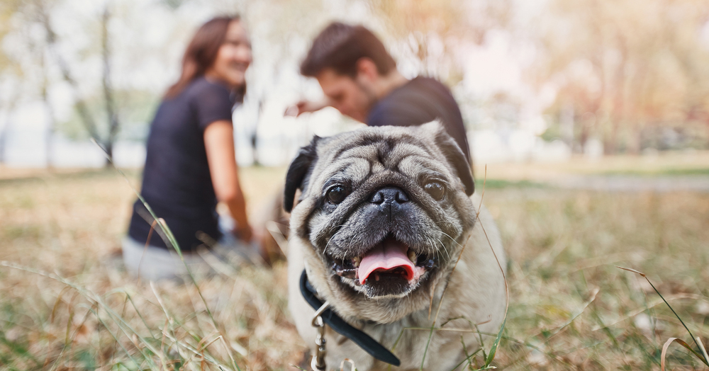 Mi experiencia al tener un mejor amigo canino