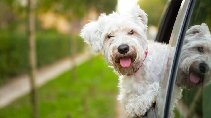 Cómo transportar a tus mascotas por carretera