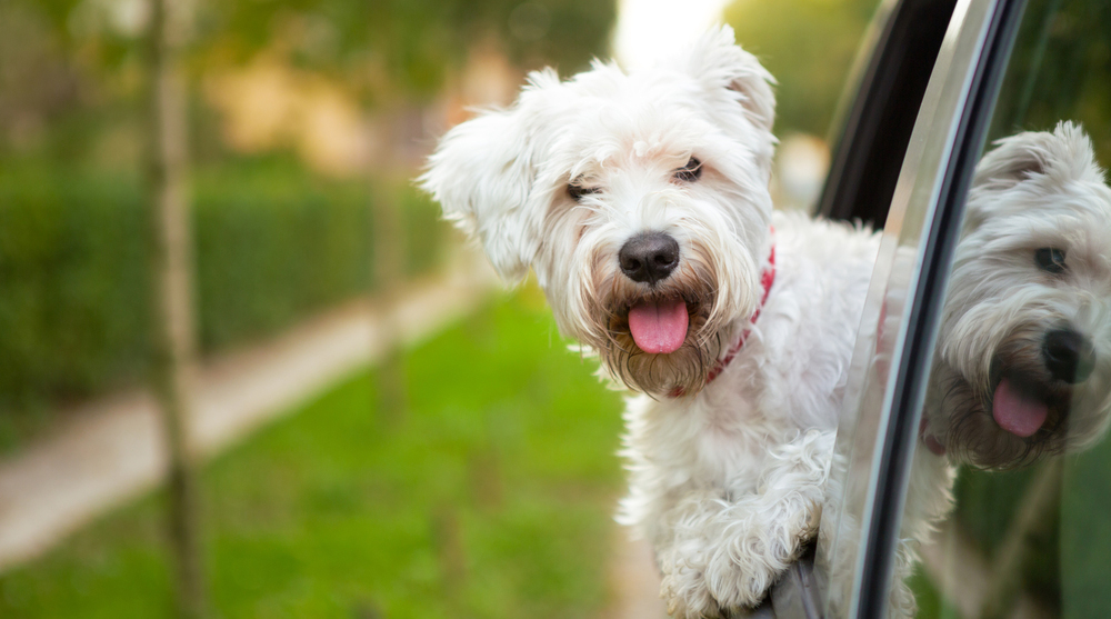 Cómo transportar a tus mascotas por carretera